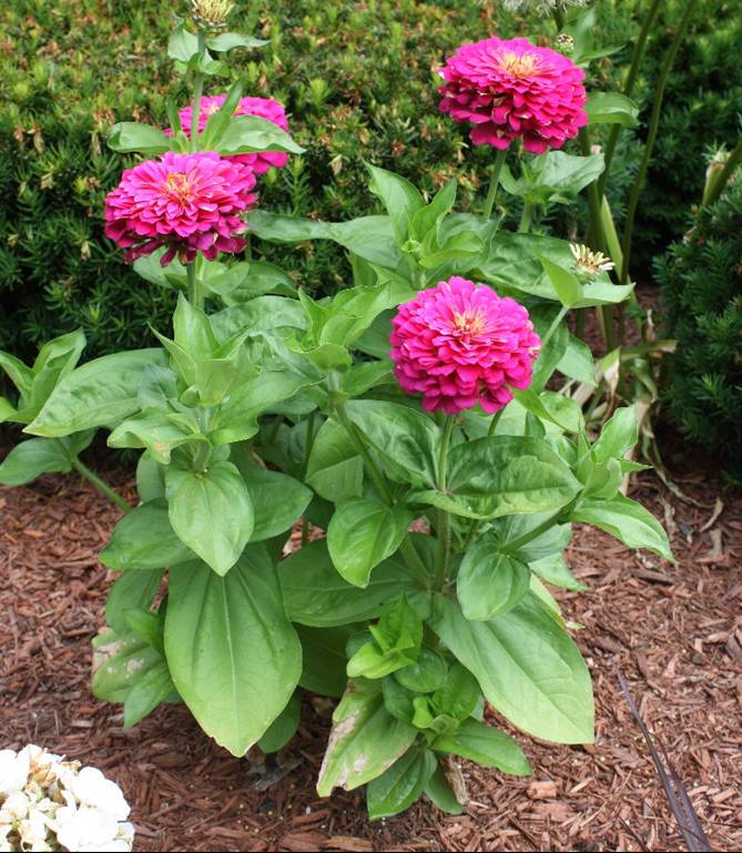 کاشت گل تابستانه آهار - فوت و فن های باغبانی